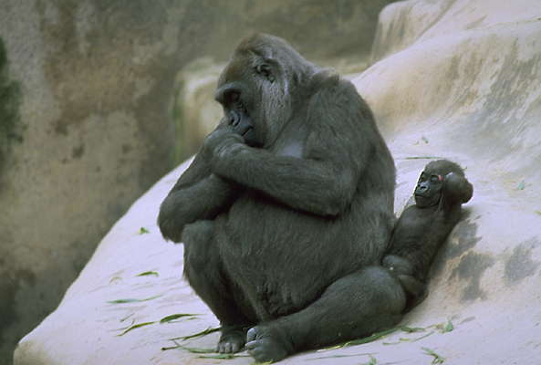 Самка гориллы с детёнышем.