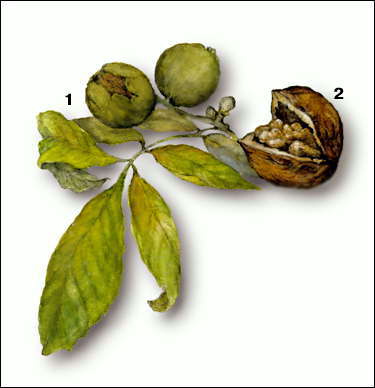 Грецкий орех: 1 - ветвь с плодами; 2 - вскрытый плод.