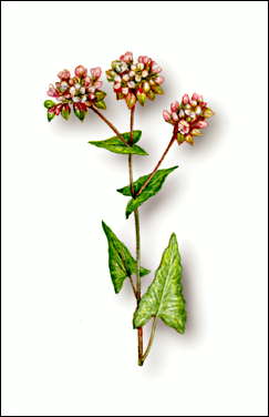 Гречиха посевная: часть растения с цветками.