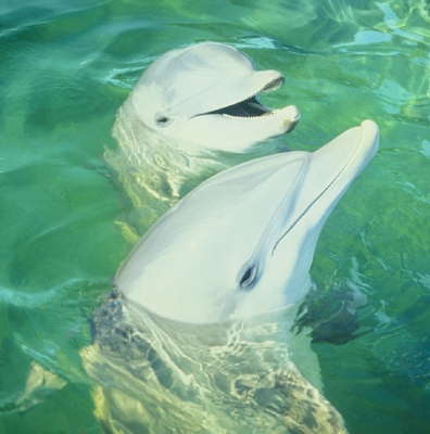 Атлантические бутылконосые дельфины.