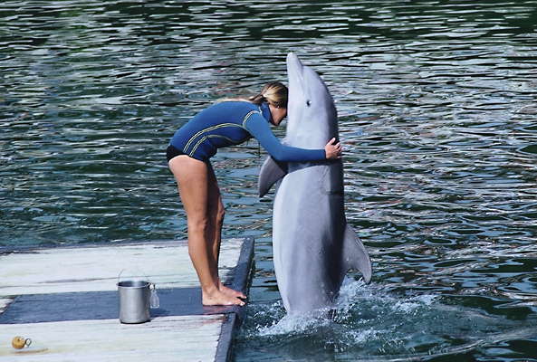 Дельфин в морском парке. Флорида.