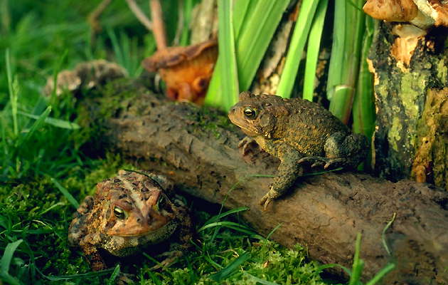 Южные жабы: слева - самец, справа - самка.