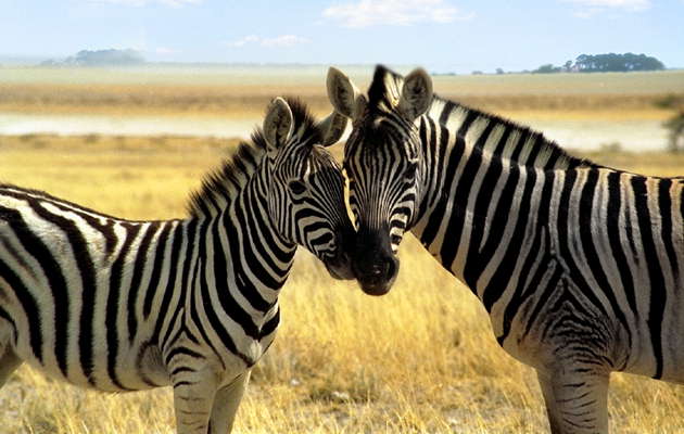 Зебры. Африка.