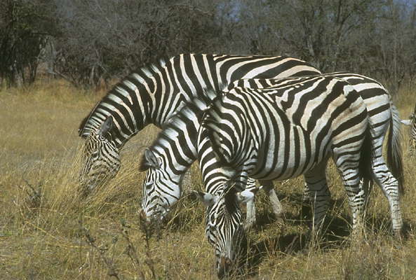 Зебры в африканской саванне.