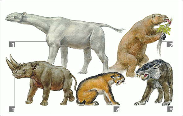 Ископаемые животные (млекопитающие): 1 - безрогий носорог (индрикотерий); 2 - гигантский наземный ленивец (мегатерий); 3 - двурогий носорог - арсиноитерий; 4 - саблезубый тигр (махарод); 5 - хищное млекопитающее эндрюсархус.