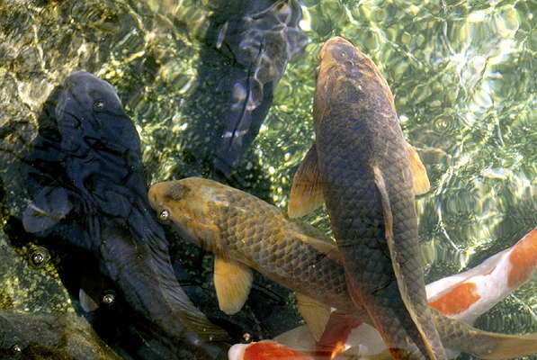 Род костистых пресноводных рыб сазан - информация и характеристики