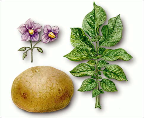 Картофель: цветки, клубень и лист.