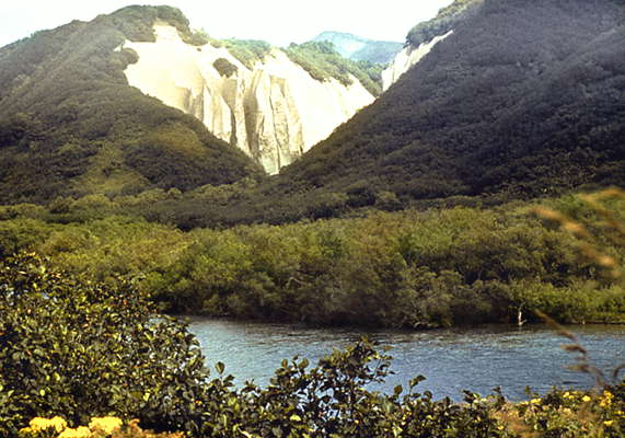 Лес в долине реки Камчатка.