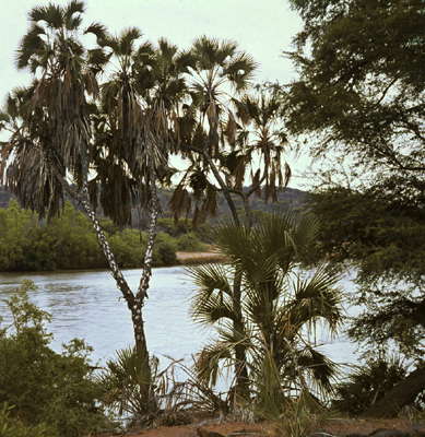 Кения. Галерейные леса вдоль р. Тана.