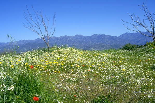 Кипр. Весна в горах.