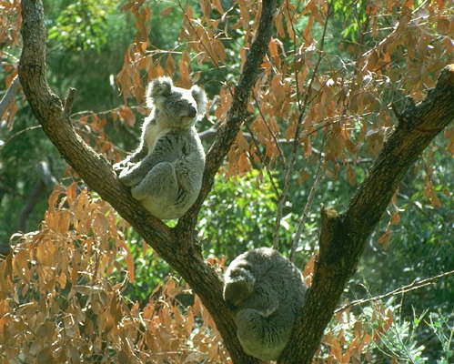 Коала на дереве. Австралия.