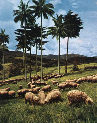 Колумбия. Отара овец.