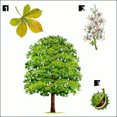 Конский каштан: 1 - осенний лист; 2 - соцветие; 3 - плод.