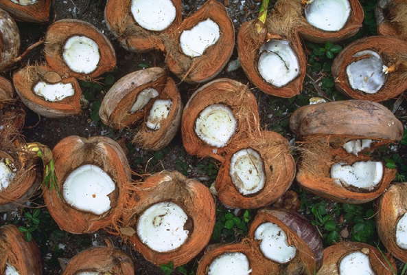 Сушка кокосовых орехов.