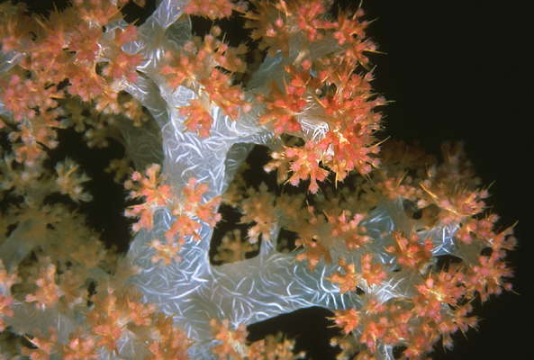 Мягкие кораллы. Море Фиджи.