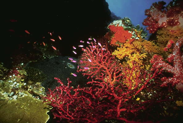 Ветви пурпурных кораллов.