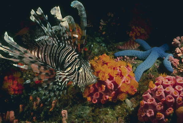 Рыба-лев и морская звезда в зарослях коралла.