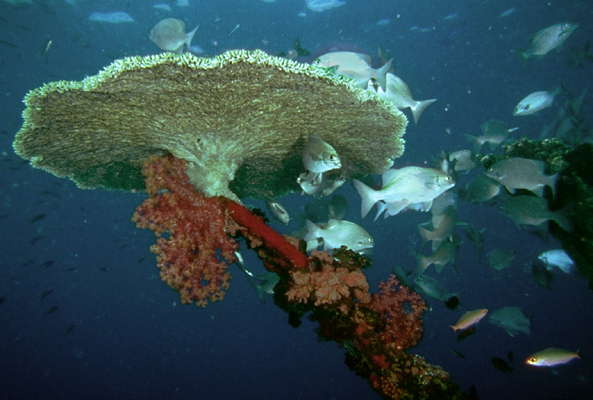 Кораллы.