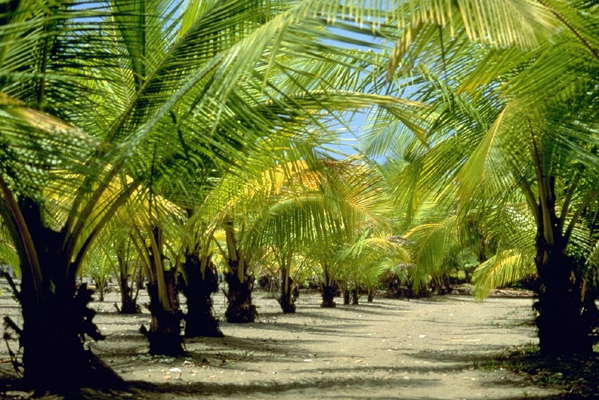 Коста-Рика. Пальмовая плантация.