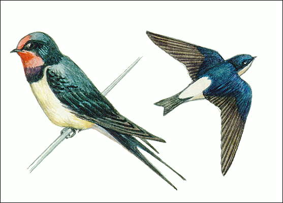 Ласточки: касатка (слева) и воронок.