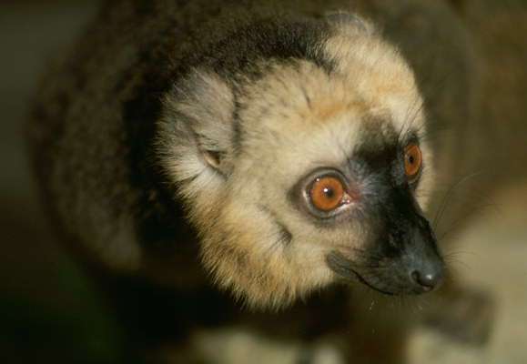 Мадагаскарский лемур.