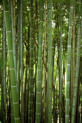 Бамбуковый лес. Япония.