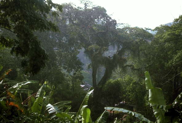 Сельва - влажный экваториальный лес. Перу.