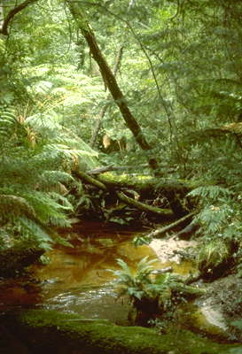 Тропический влажный лес. Тасмания.