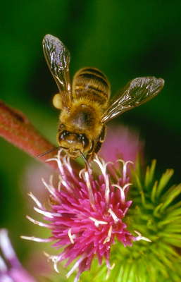 Пчела на цветке лопуха.