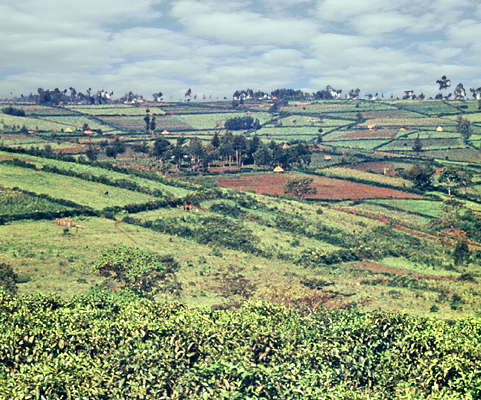 Маврикий. Чайные плантации.