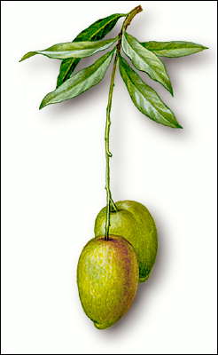 Манго: ветвь с плодами.