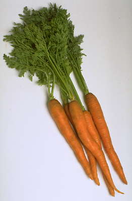 Пучок моркови.