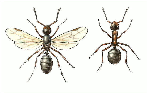 Рыжий лесной муравей: слева - крылатая самка; справа - рабочий.