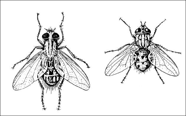 Мухи: слева - комнатная; справа - Жигалка осенняя.