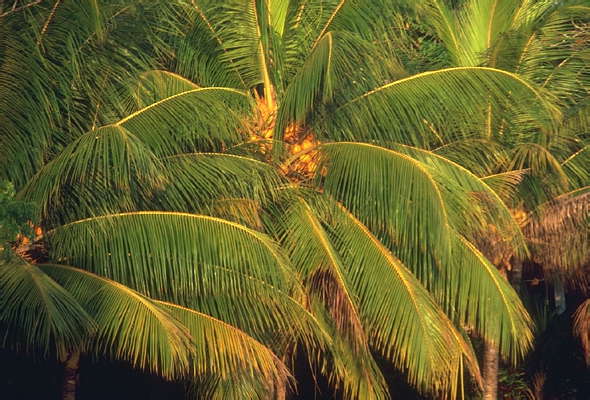 Ямайка. Кокосовые пальмы.