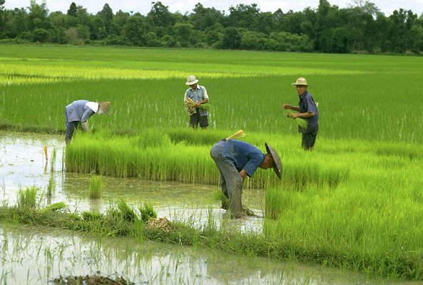 Крестьяне на рисовом поле. Таиланд.