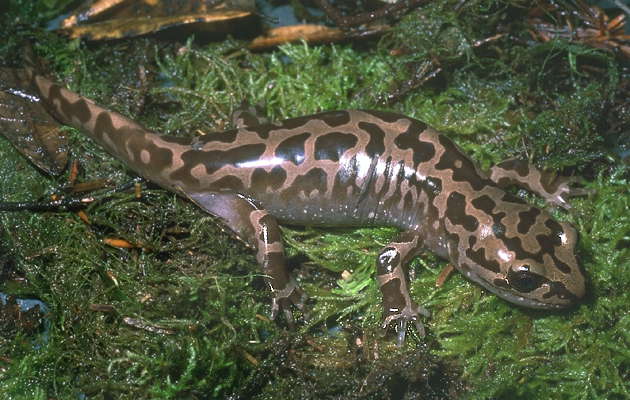Гигантская саламандра.