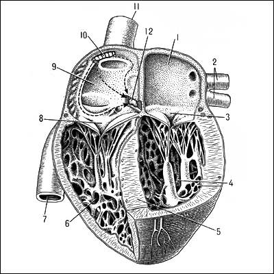 Сердце человека (разрез): 1-левое предсердие; 2-легочные вены; 3-митральный клапан; 4-левый желудочек; 5-межжелудочковая перегородка; 6-правый желудочек; 7-нижняя полая вена; 8-трехстворчатый клапан; 9-правое предсердие; 10-синусно-предсердный узел; 11-в