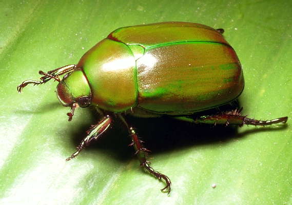 Зелёный жук-скарабей.