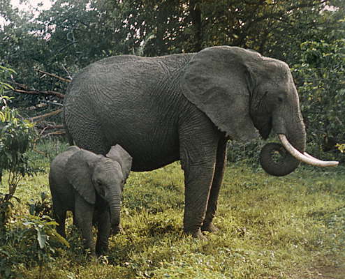Африканский слон со слонёнком.