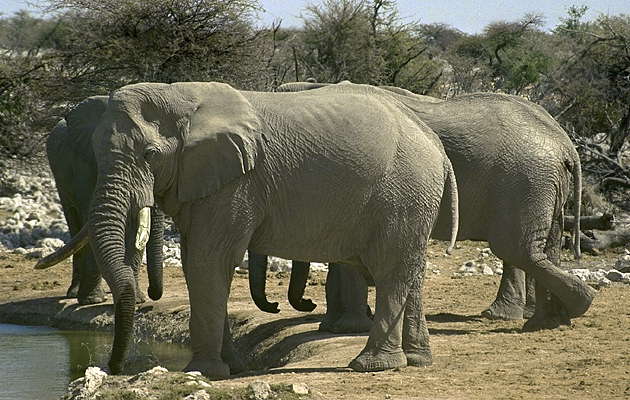 Слоны на водопое.