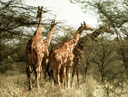 Сомали. Реликтовые сетчатые жирафы в саванне.