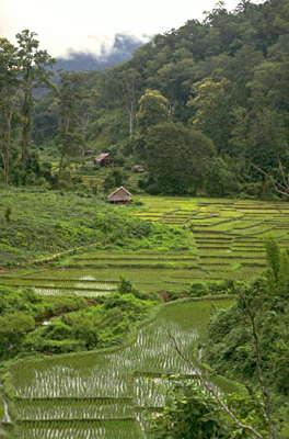 Зеленые поля на севере Таиланда.