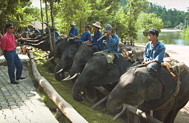 Учебный лагерь для слонов. Таиланд.