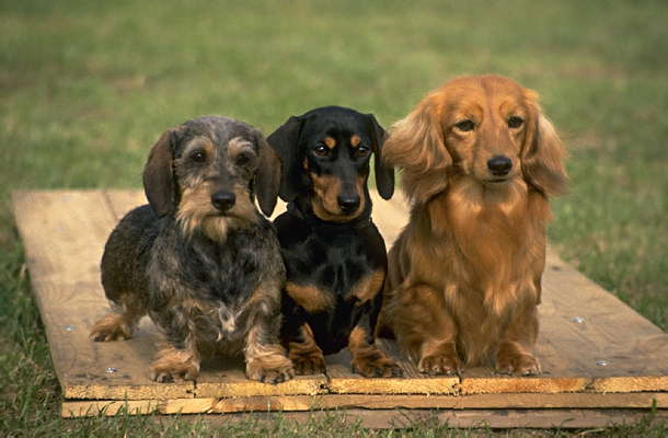 Три разновидности такс.