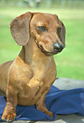 Миниатюрная гладкая такса.