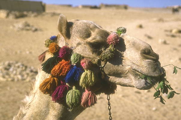 Судан. Верблюд до сих пор является одним из основных транспортных средств.