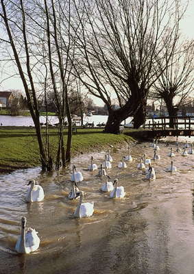 Лебеди на реке Темзе. Англия.