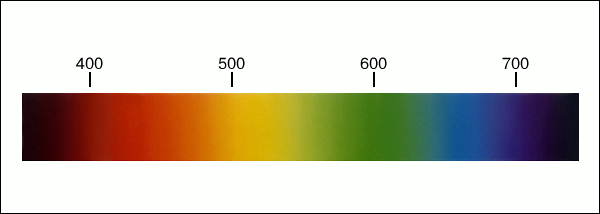 Цвет. Сплошной спектр видимого оптического излучения. Сверху даны длины волн в нанометрах.