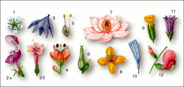 Цветок. Различные типы цветка.С двойным околоцветником: 1 - правильный (звездчатка); 2 - неправильный (2а - яснотка, 2б - валериана). С простым околоцветником: 3 - венчиковидный (пролеска); 4 - чашечковидный (ильм). Без околоцветника (ива): 5 - тычиночны